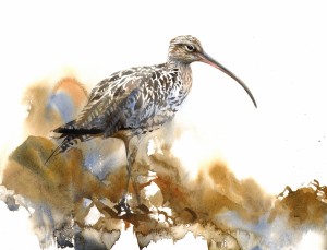 curlew (1)                                                